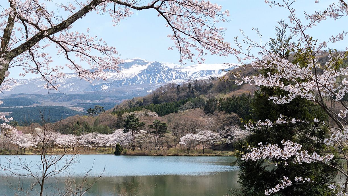 秋田栗山池公園可以看見鳥海山與 4 月櫻花美景。（圖／吳茗世提供）