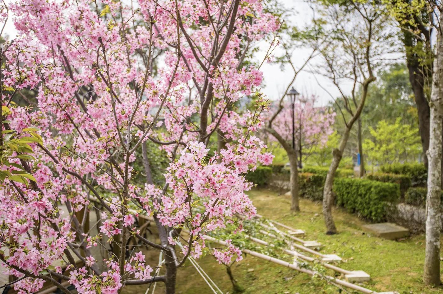 鶯歌必訪景點推薦｜永吉公園（圖／新北市政府）