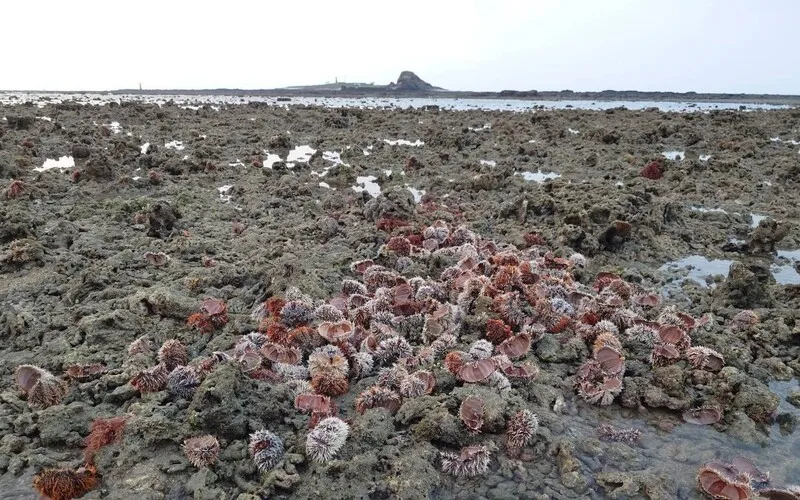 澎湖馬糞海膽未開放採捕　金嶼潮間帶現大量殘殼 澎湖北海的金嶼潮間帶出現大量馬糞海膽殘殼，初判是有人趁退潮之際，進行非法採捕情事。（吳姓民眾提供）中央社115年5月19日
