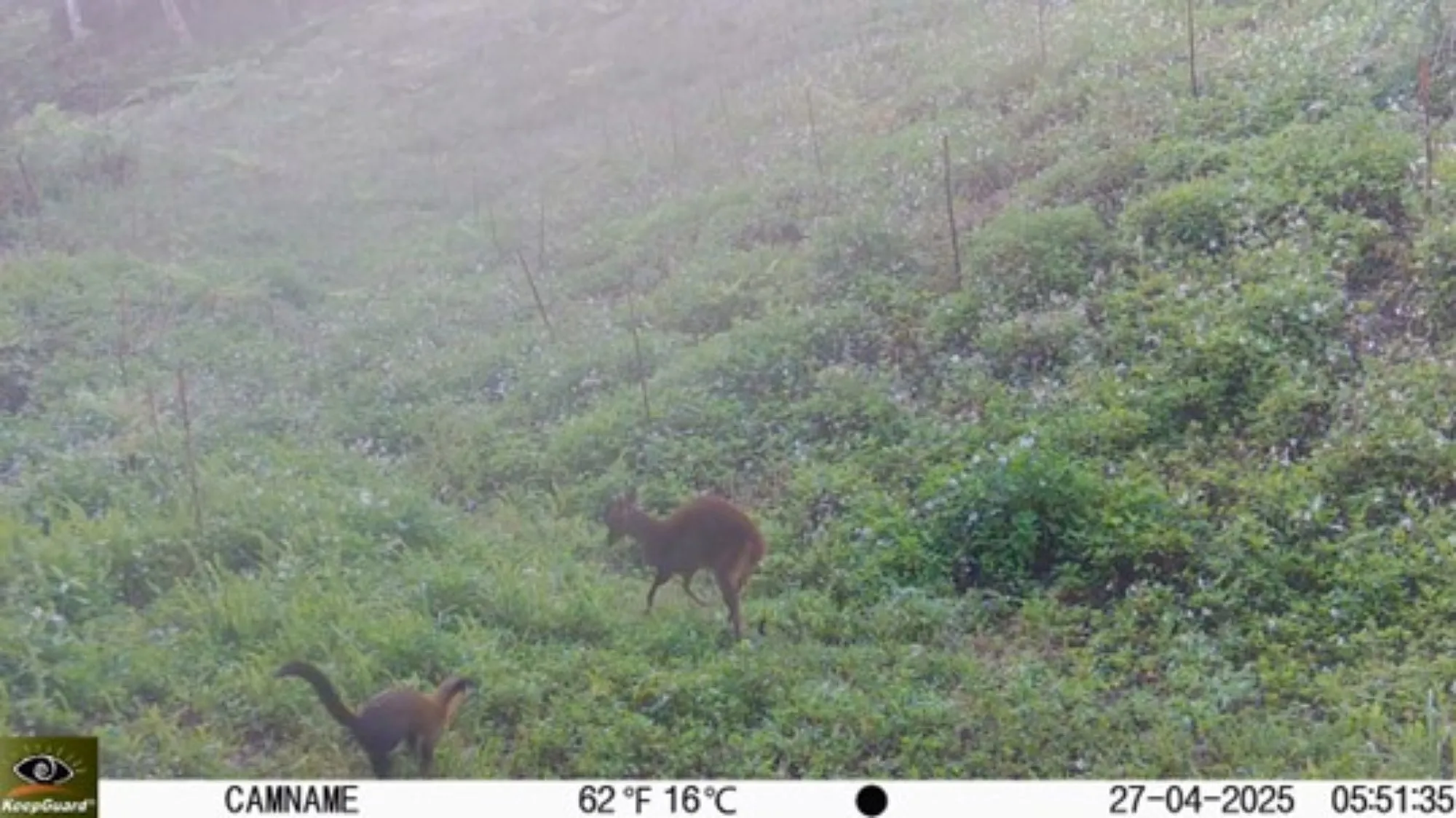 黃喉貂狩獵山羌。