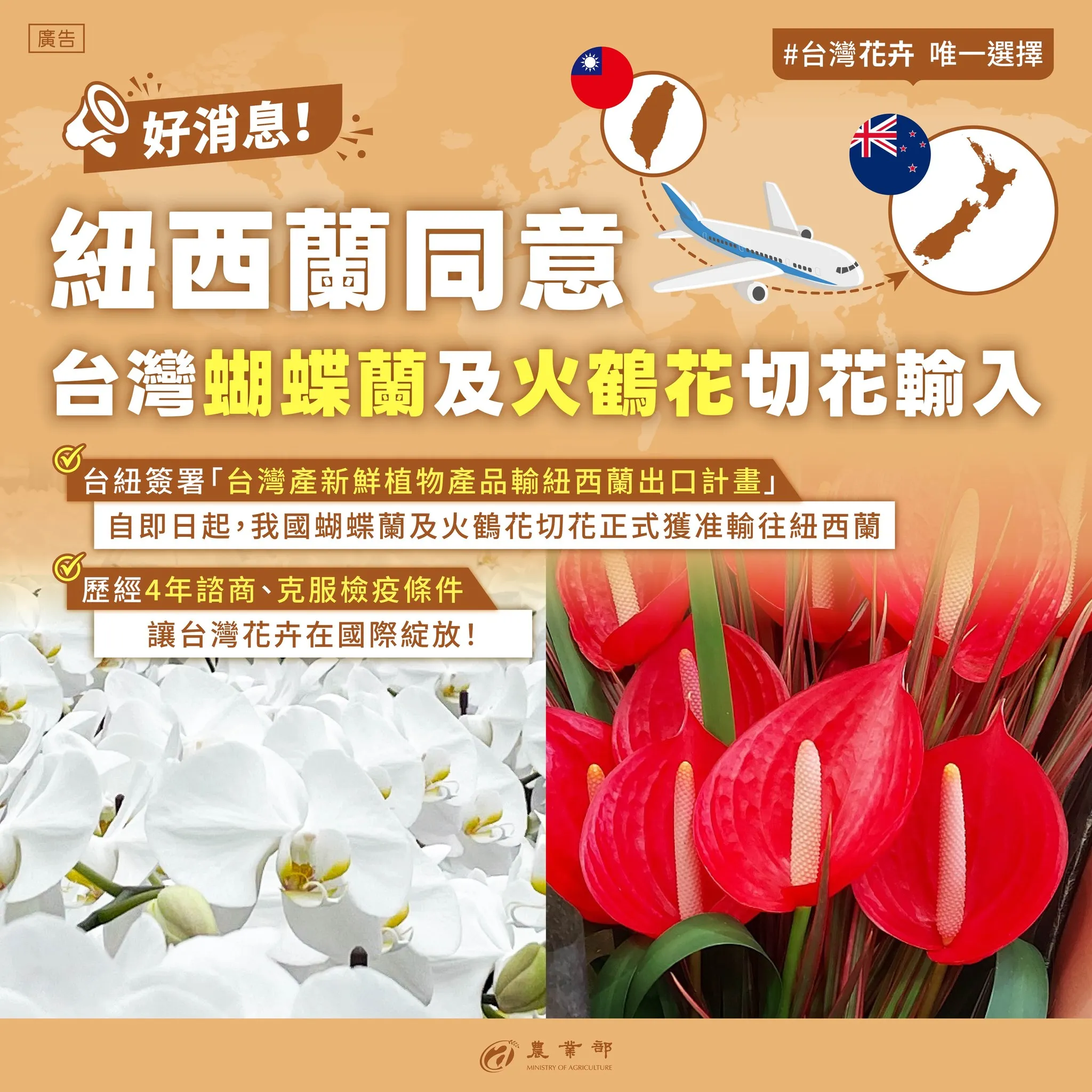 蝴蝶蘭火鶴切花。(圖/農業部)