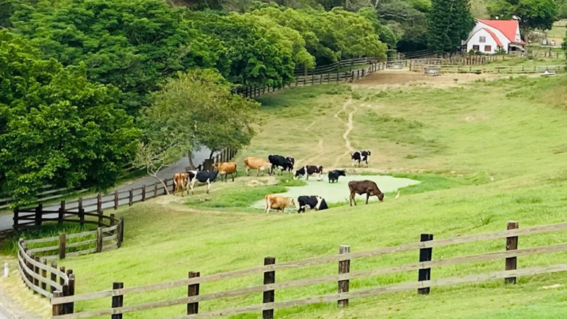 苗栗景點推薦No.7、飛牛牧場（圖／FB＠飛牛牧場）