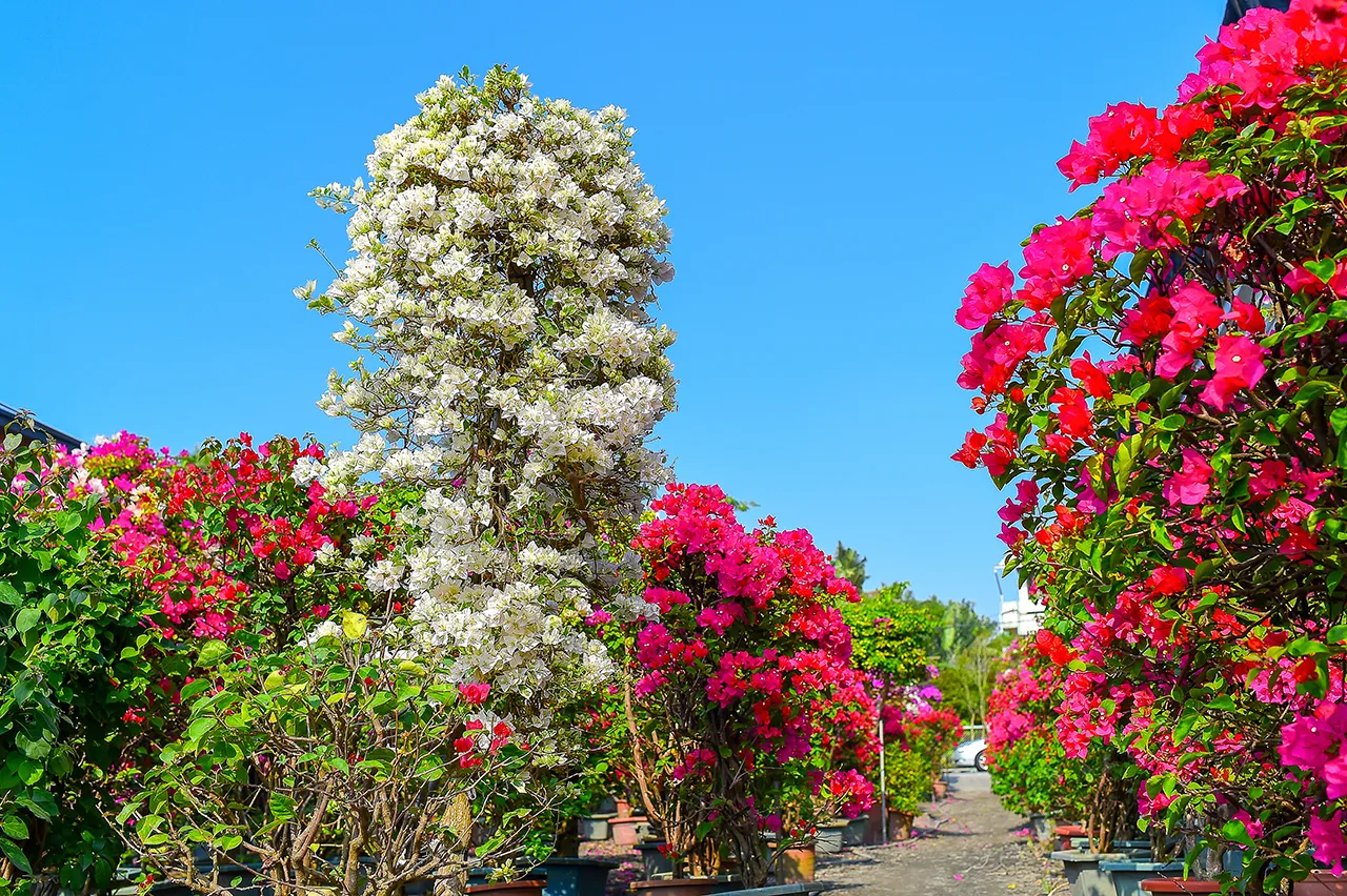 田尾公路花園一年四季都有不同風景，是全台灣最大的花卉生產地區。（圖／台灣旅行小幫手提供）