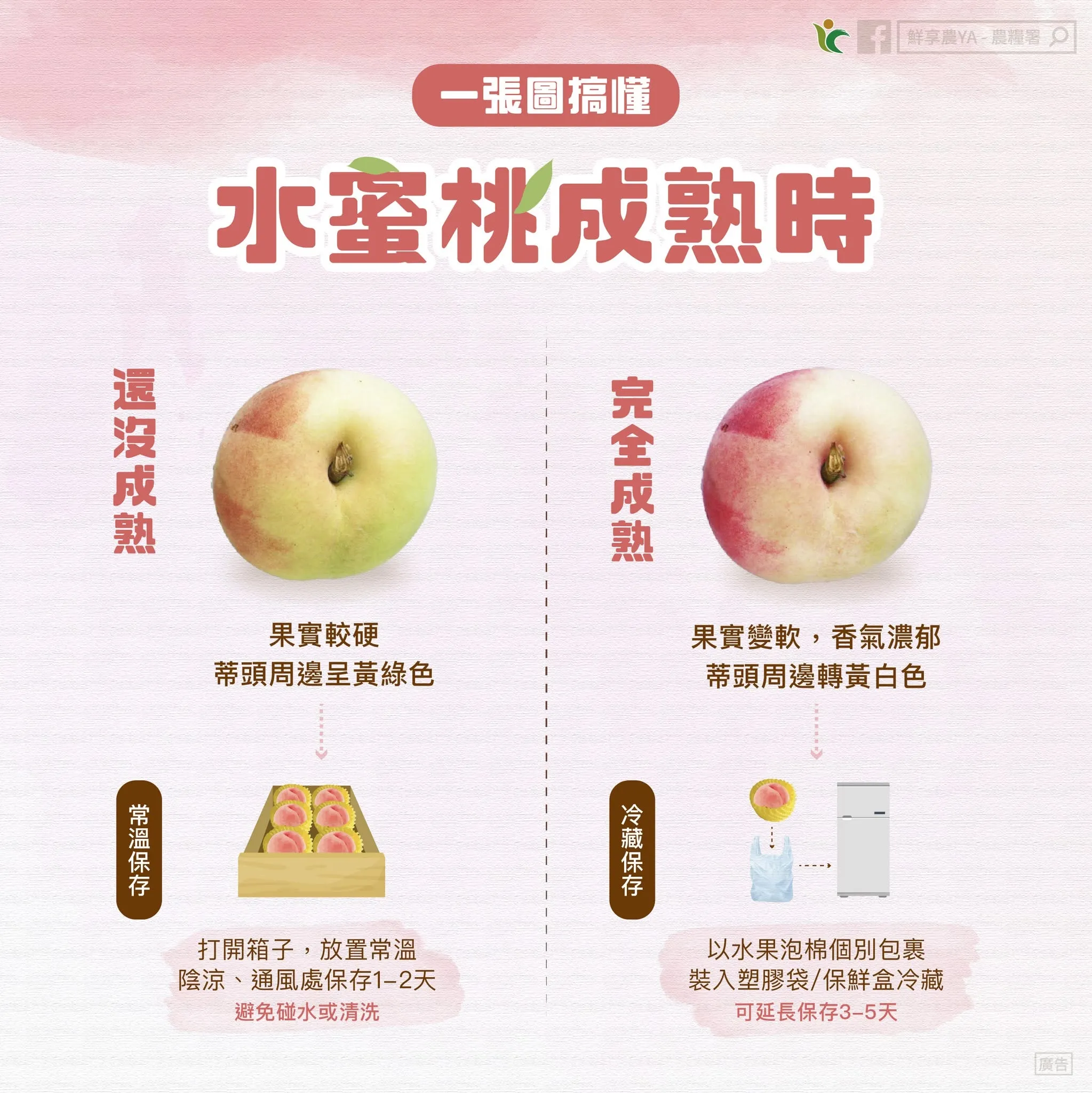 水蜜桃保存方法。（圖／取自臉書粉專「鮮享農YA - 農糧署」）