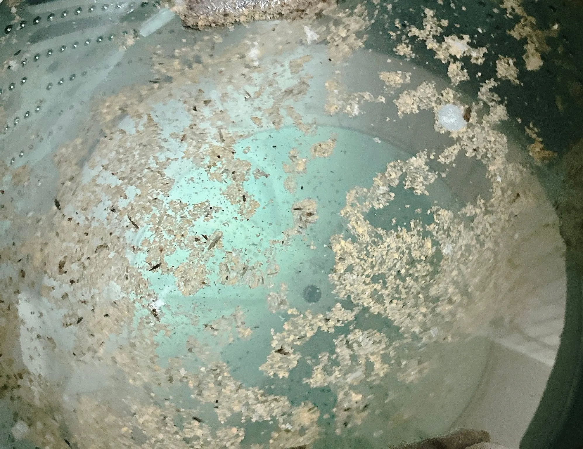 一名網友表示，自己用了古寶洗衣機清潔劑後洗出一堆海苔。（圖／我愛全聯-好物老實説）