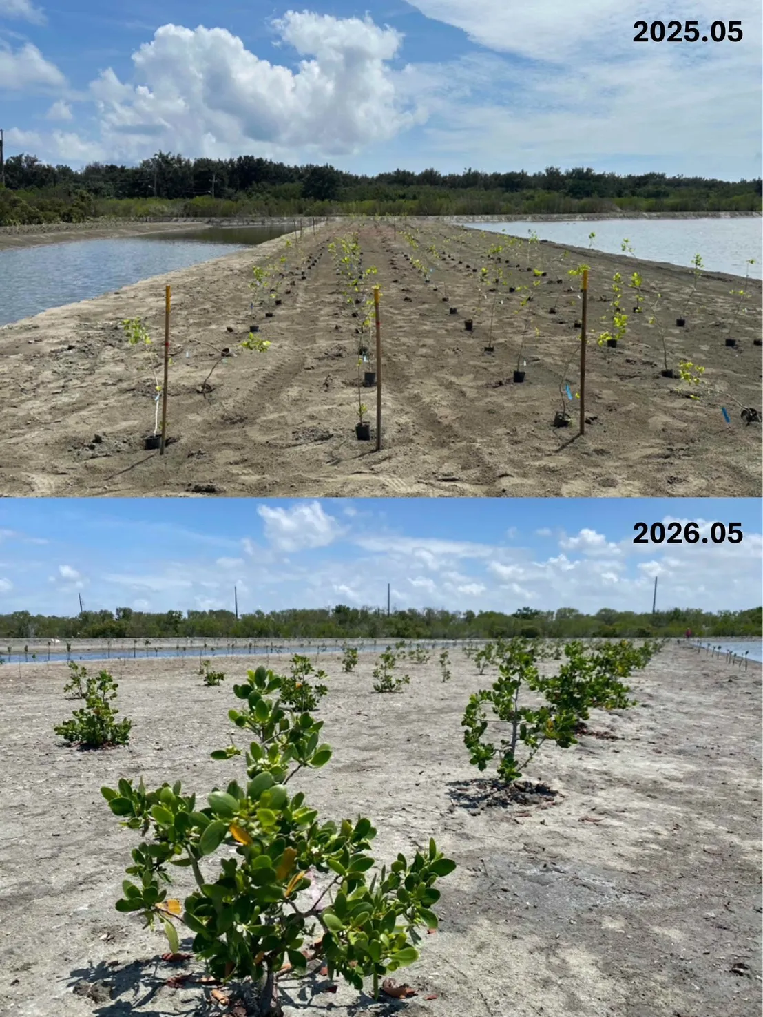 「台灣大藍碳 紅樹林復育計畫」結合自然增匯、永續養殖、水質淨化與生態系服務概念，發展全國首創之「紅樹林複合式養殖系統 (IMAS)」，經長期監測證實已從碳排放(源)成為碳吸存(匯)系統。台南市台江國家公園、面積 2.7 公頃的紅樹林復育場域經一年比對，植栽已明顯生長。
