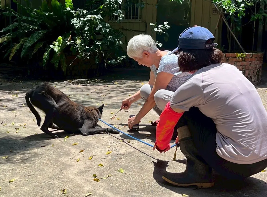 工作人員以牽繩控制犬隻並透過食物安撫，降低捕捉後的緊迫反應，確保人犬安全。(圖／中華民國保護動物協會提供)