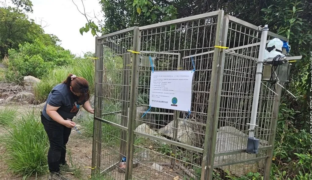 陽明山遊蕩犬熱區設置大型誘捕籠及監測設備，工作人員定期巡查，提升捕捉效率與安全性。(圖／中華民國保護動物協會提供)