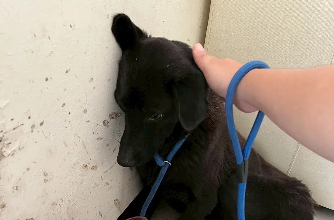捕捉後的黑色犬隻進入室內安置空間，由照護人員陪伴安撫，逐步適應新的生活環境。(圖／中華民國保護動物協會提供)