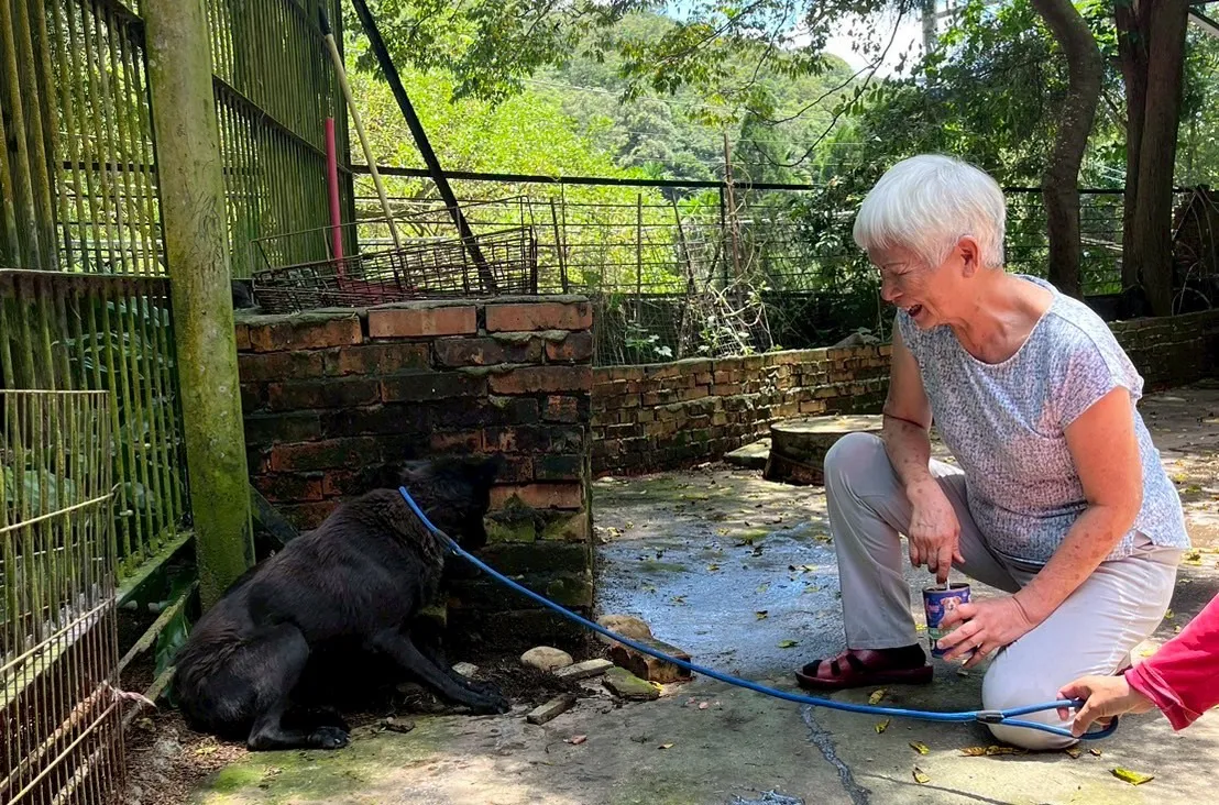 犬隻捕捉後由工作人員牽繩照護，並以食物建立信任，為後續健康檢查、適應訓練及安置做準備。(圖／中華民國保護動物協會提供)