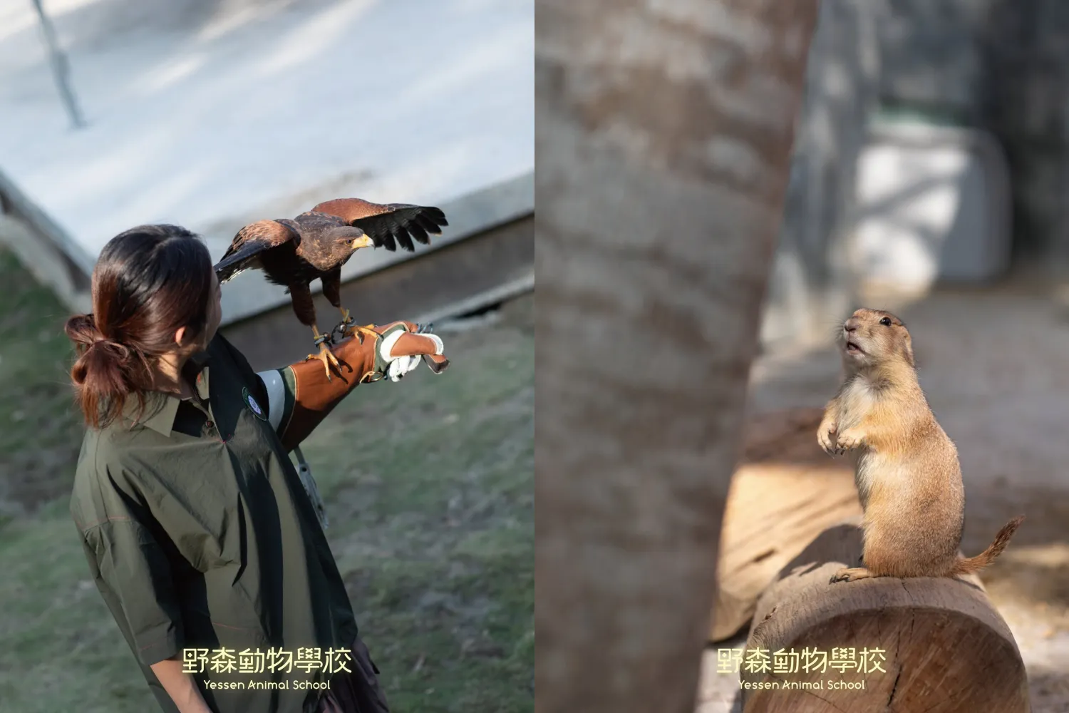 野森動物學校主打近距離觀察與互動，園內可看到哈里斯鷹、赤狐與白狐等動物。（圖／取自FB@野森動物學校）