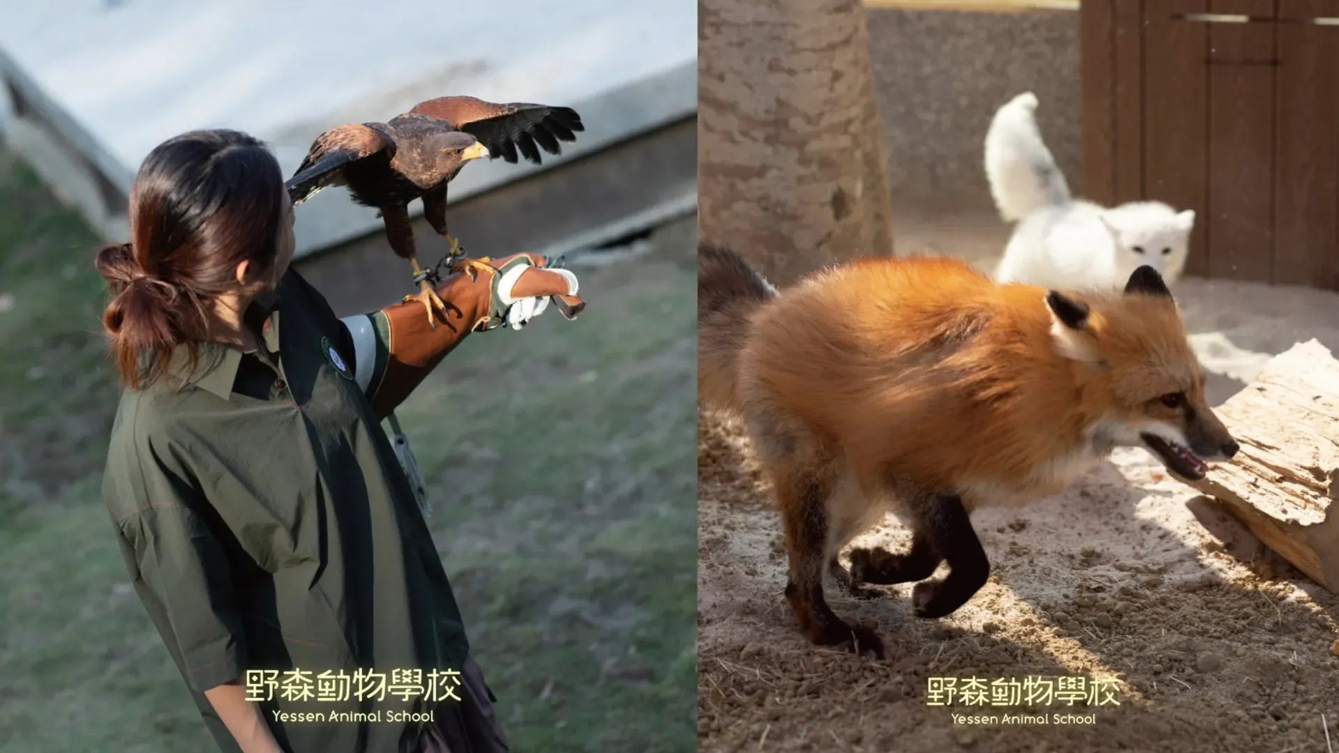 野森動物學校（圖／取自野森動物學校臉書）