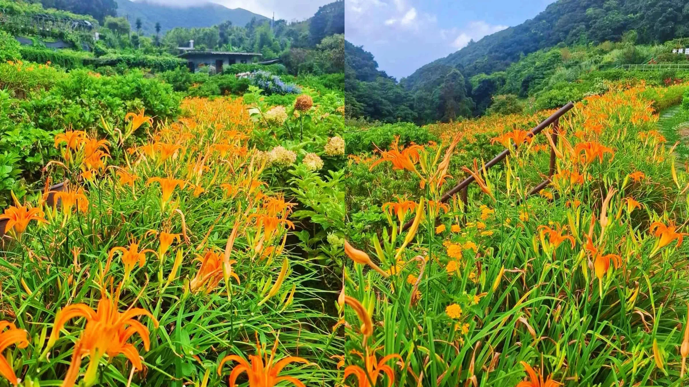 2026年台北陽明山曹家花田香金針花海景致。左圖呈現金黃色金針花與繡球花交織之梯田景致，右圖展示陽光下金針花海盛開與遠處翠綠山谷全景。（圖／翻攝FB曹家花田香）