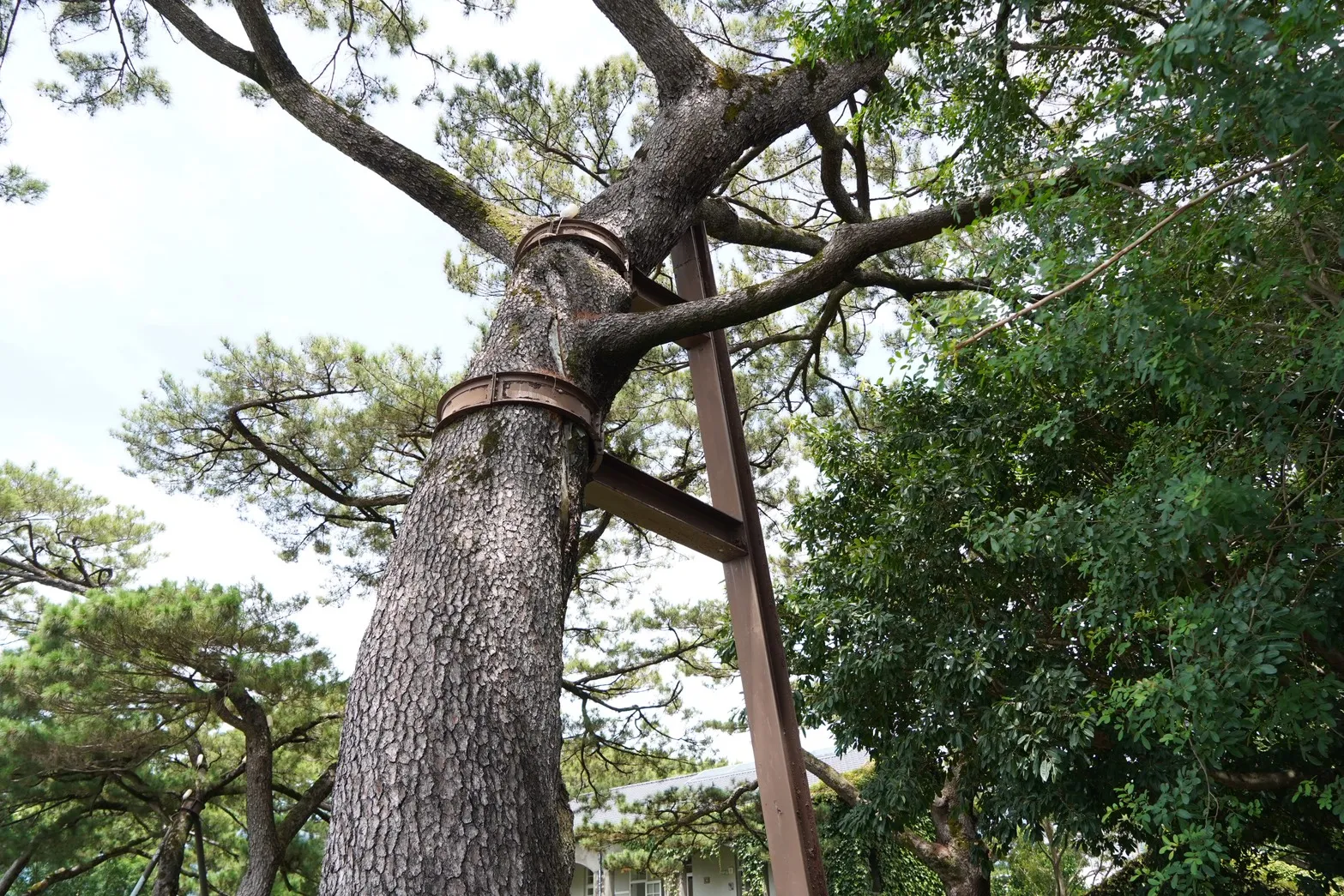 20260824-位於花蓮美崙的退輔會松園別館，挺過2024年0403強震重挫，重振觀光。（張曜麟攝）
