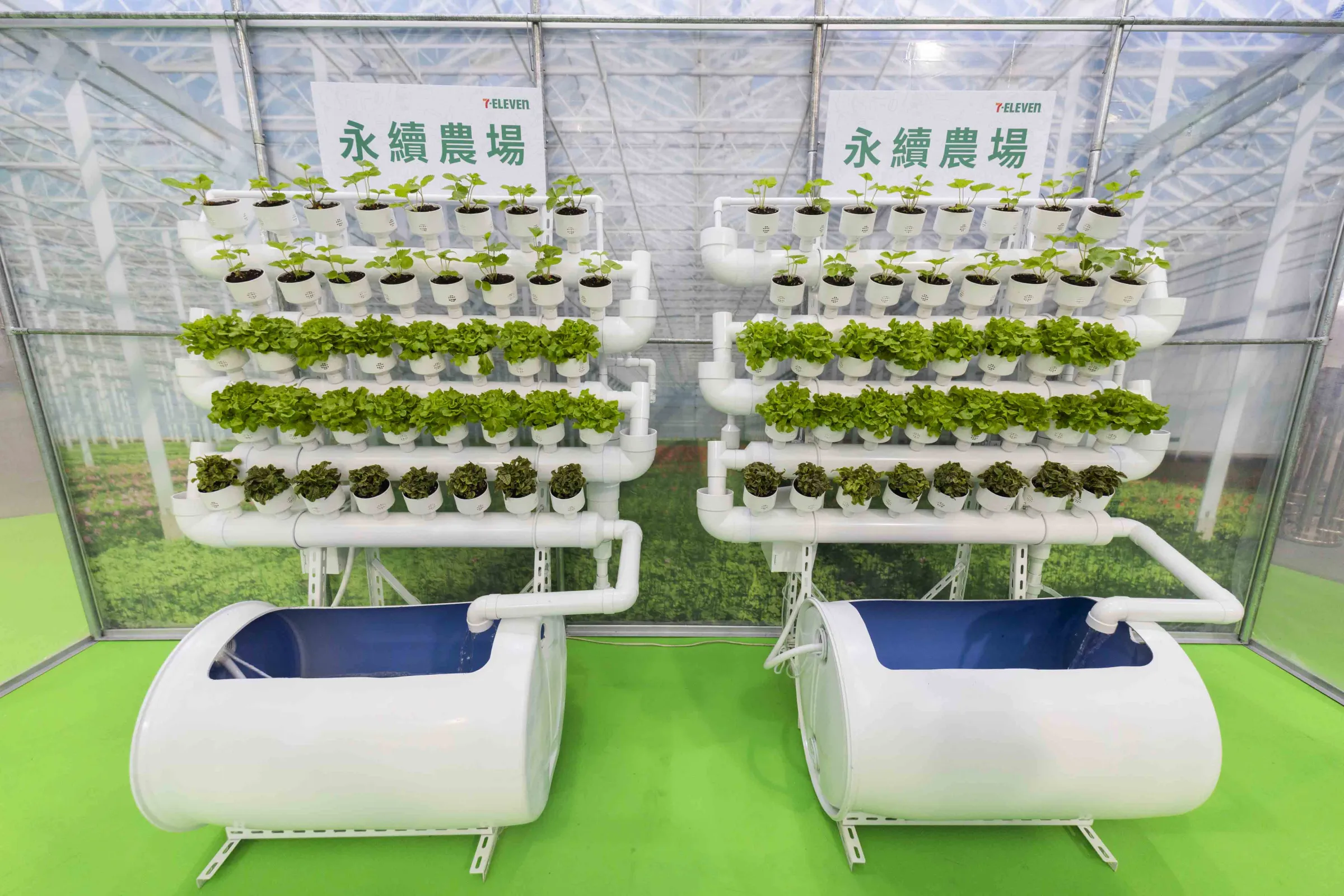 魚類養殖產生的養分可供植物吸收，植物則協助淨化水質，形成「菜養魚、魚養水、水養蔬果」的循環農業生態鏈。（統一超提供）