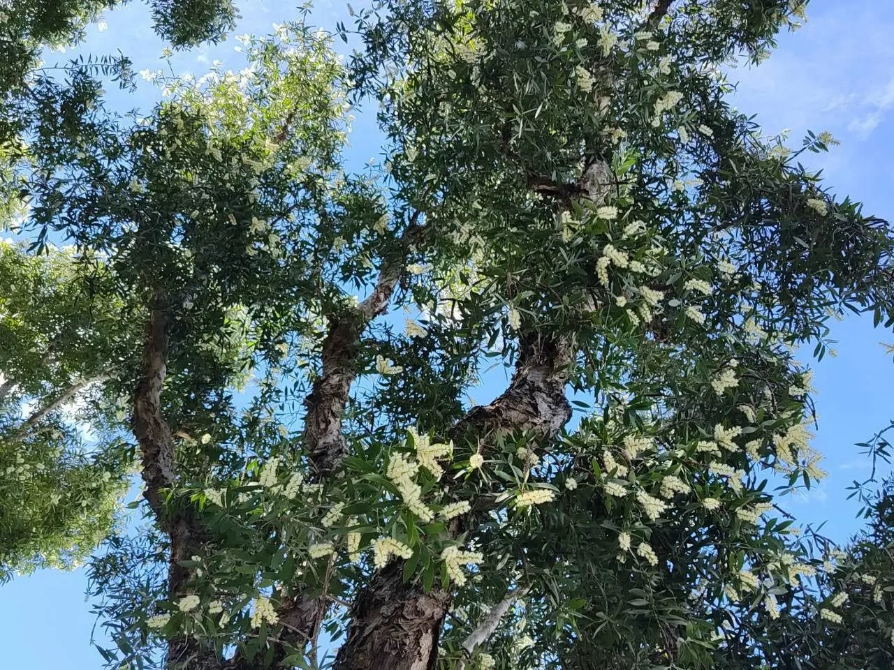 新生南路白千層迎來秋季盛花期，潔白花絲爬滿枝頭，在藍天下宛如灑上一層浪漫糖粉。（圖／臺北市公園處提供）