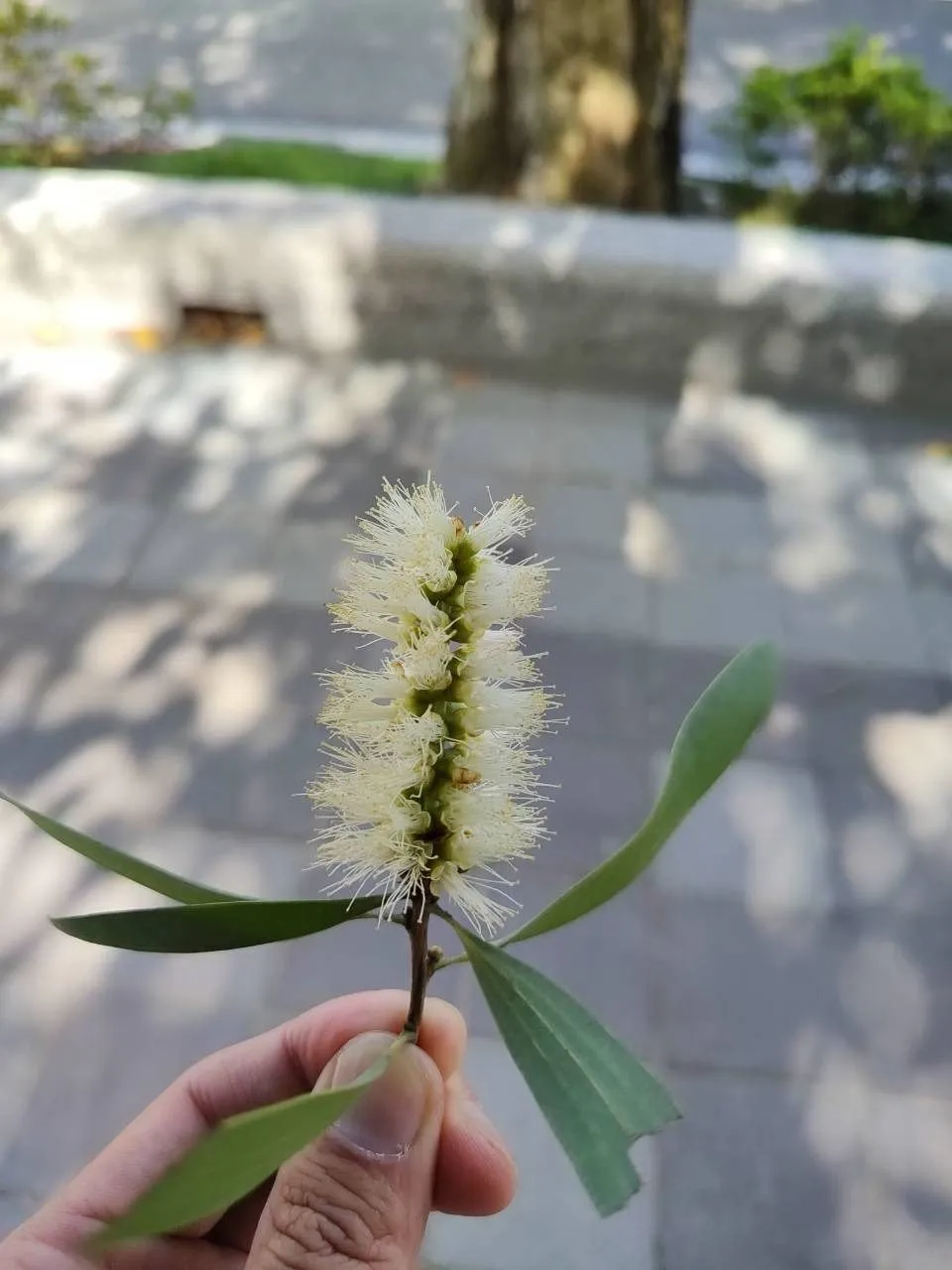 白千層細密花蕊宛如蓬鬆瓶刷，近看更像凝結在枝頭的秋日白雪，展現低調清雅之美。（圖／臺北市公園處提供）