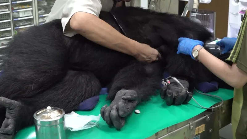 北市黑猩猩脫逃遭麻醉帶回　進行健康檢查 台北市立動物園黑猩猩父子檔44歲「小強」、11歲「娃智」17日脫逃，園方麻醉帶回後送往動物醫療中心檢查，圖為黑猩猩「小強」進行理學檢查。（台北市立動物園提供）中央社記者葉蓁芸傳真115年9月18日
