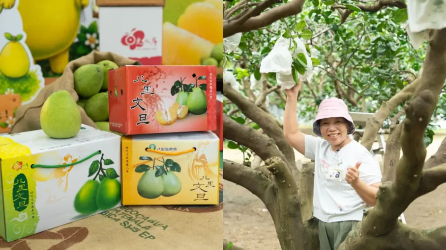 中秋節前夕八里區農會果園吸引大批遊客體驗採柚樂趣，農會販售的文旦柚也是人氣伴手禮。（圖／網路溫度計 DailyView提供）