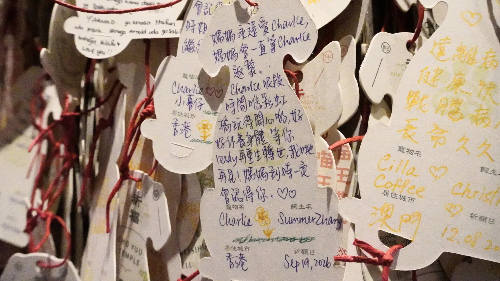 中央が、香港の飼い主が広東語で書いたチャーリーのカード。各カードにペットの名前、飼い主の都市、日付が記されているため、壁は地図の役割も果たしている
