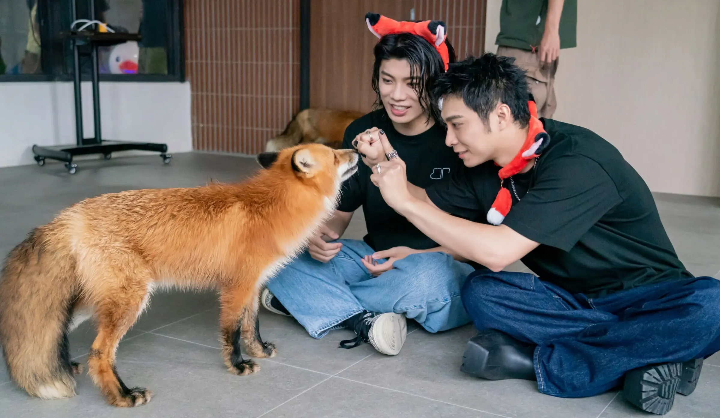 男團FEniX成員化身野森動物學校一日動物助教，近距離與狐狸互動。（圖／翻攝FB野森動物學校）