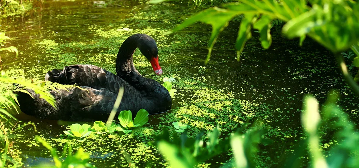 綠世界生態農場黑天鵝悠游池中，周圍可見豐富水生植物。（圖／翻攝官網綠世界生態農場）