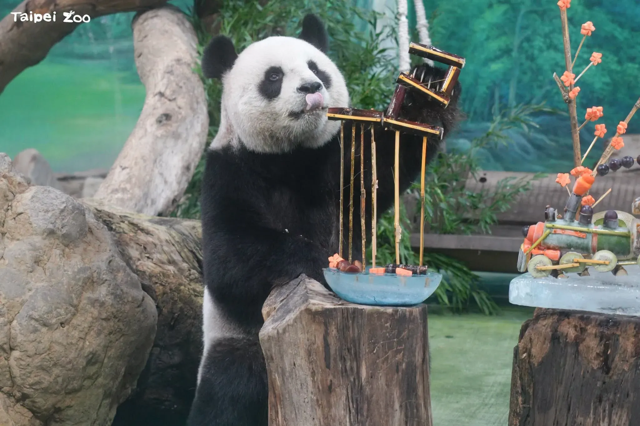 臺北市立動物園透過不同食物造型與取食方式，增加大貓熊覓食與探索的變化。（圖／翻攝FBTaipei Zoo 臺北市立動物園）