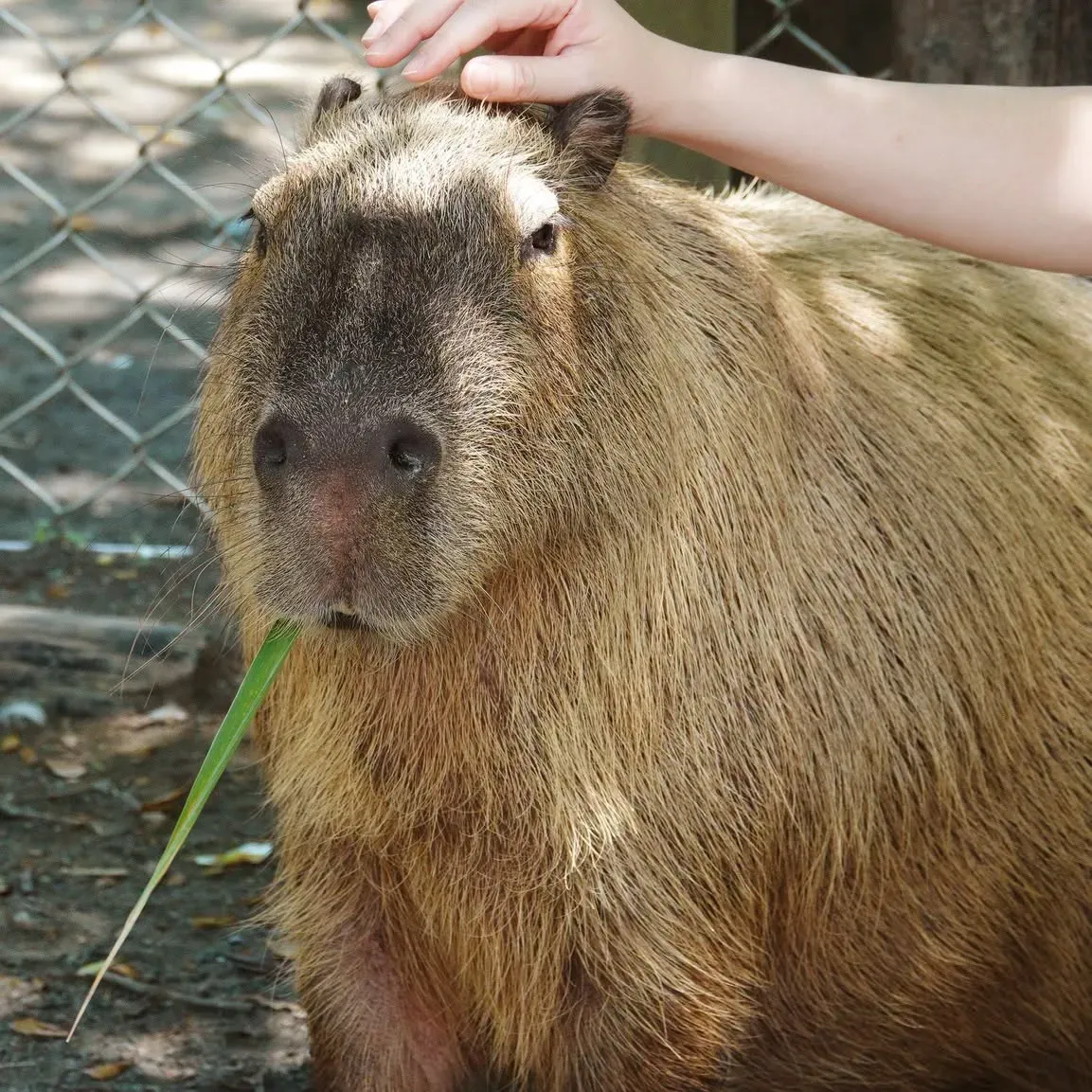 頑皮世界野生動物園可近距離觀察水豚，園內設有多項動物互動體驗。（圖／翻攝FB頑皮世界野生動物園(Wanpi World Safari Zoo)﻿