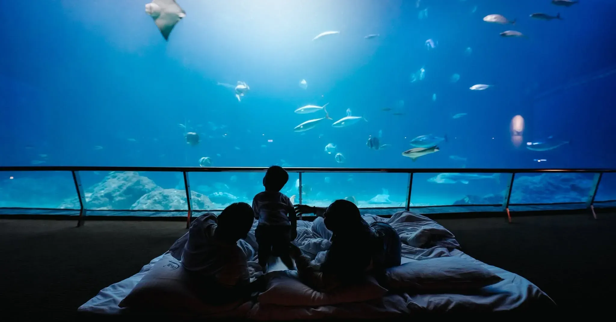 國立海洋生物博物館「夜宿海生館」讓遊客在大型水槽前過夜，近距離感受海洋生物夜間活動。（圖／國立海洋生物博物館）