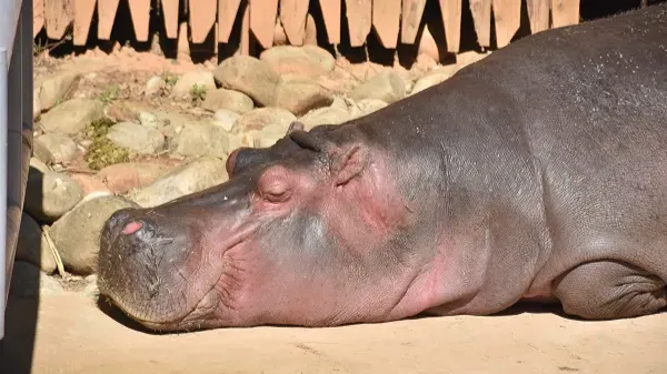 河馬「樂樂」是新竹市立動物園的人氣動物之一。（圖／翻攝官網新竹市立動物園）