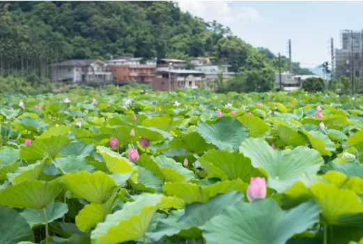 新北約會景點推薦｜雙溪：雙溪荷花園。（圖 / FB@新北市農業局-稼日蒔光分享）