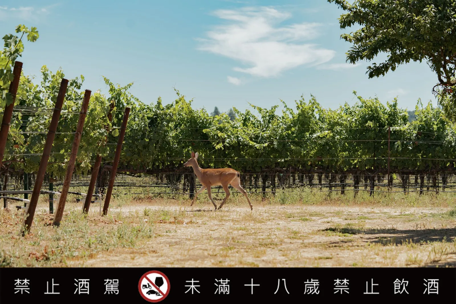 Steve Matthiasson認為，真正優質的葡萄酒，必須從健康的土地開始。透過有機耕作、覆蓋作物、保護土壤生態，以及依照不同葡萄藤的生長狀況調整管理方式，讓葡萄在適合的環境中自然成熟。