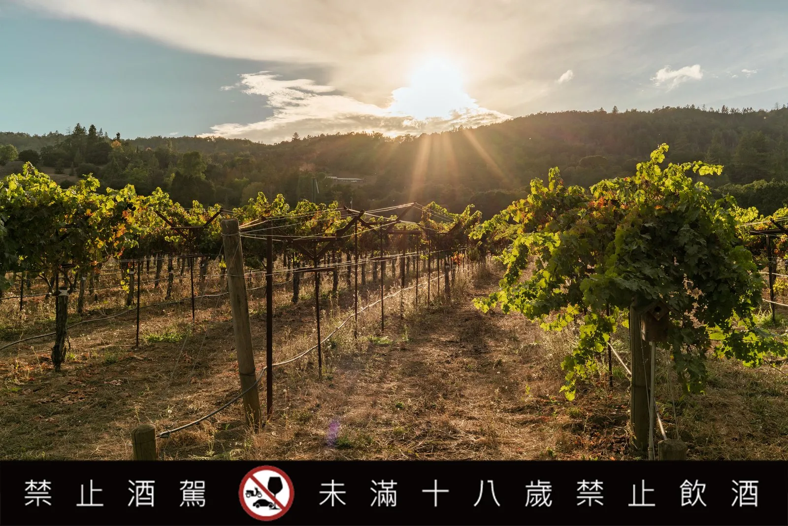 夕陽灑落山坡葡萄園，一排排葡萄藤沿著棚架在山林間生長