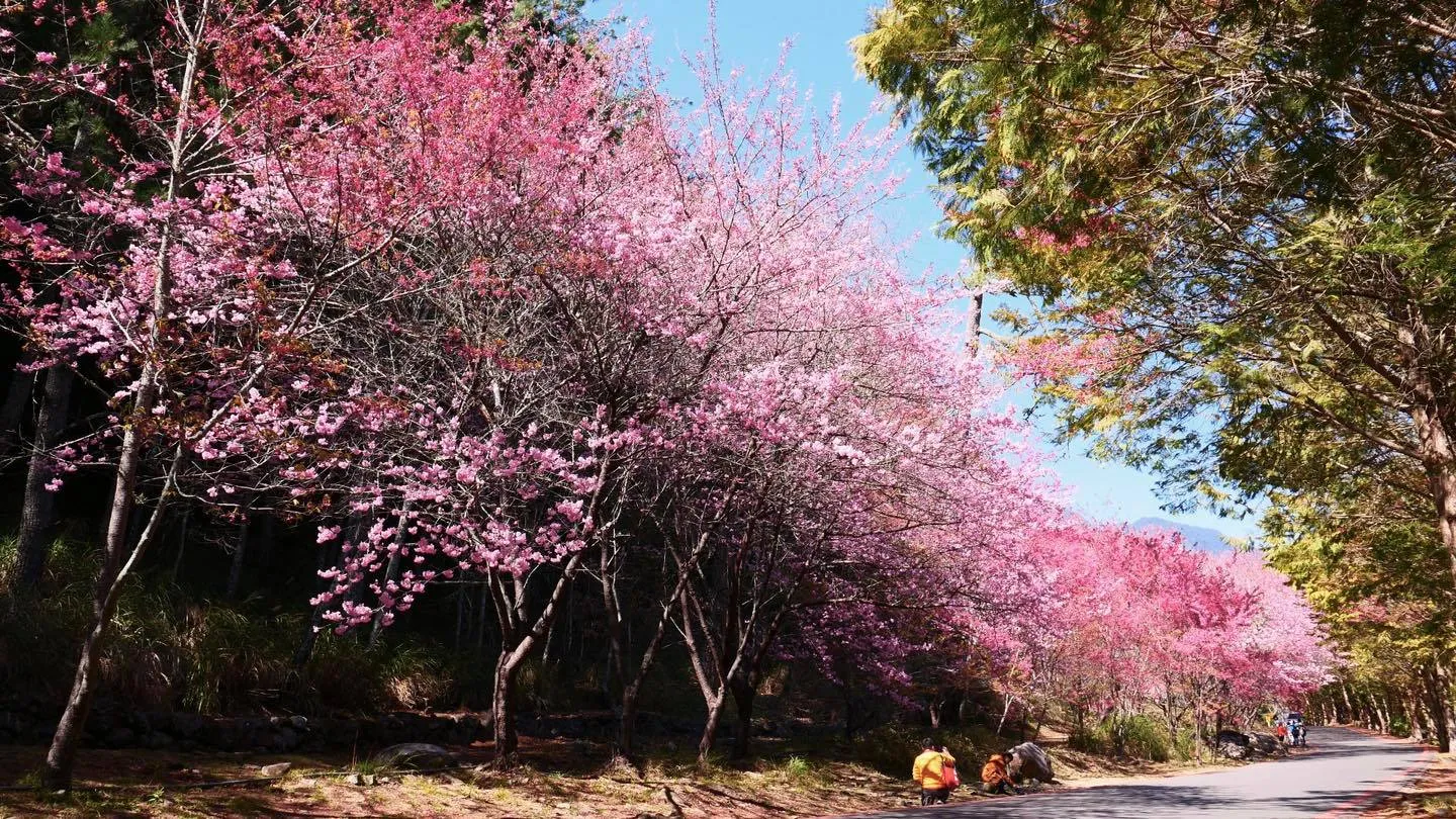 台中市武陵農場櫻花綻放，櫻花季已在今年2月12日夢幻登場，並將持續至3月1日。(圖/台中市政府提供)