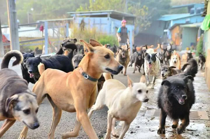 毛小孩少了遮風避雨場所，不少犬隻只好集中管理，環境擁擠而不斷吠叫，照顧這批流浪狗多年的志工相當不捨。（取自台中市世界聯合保護動物協會）