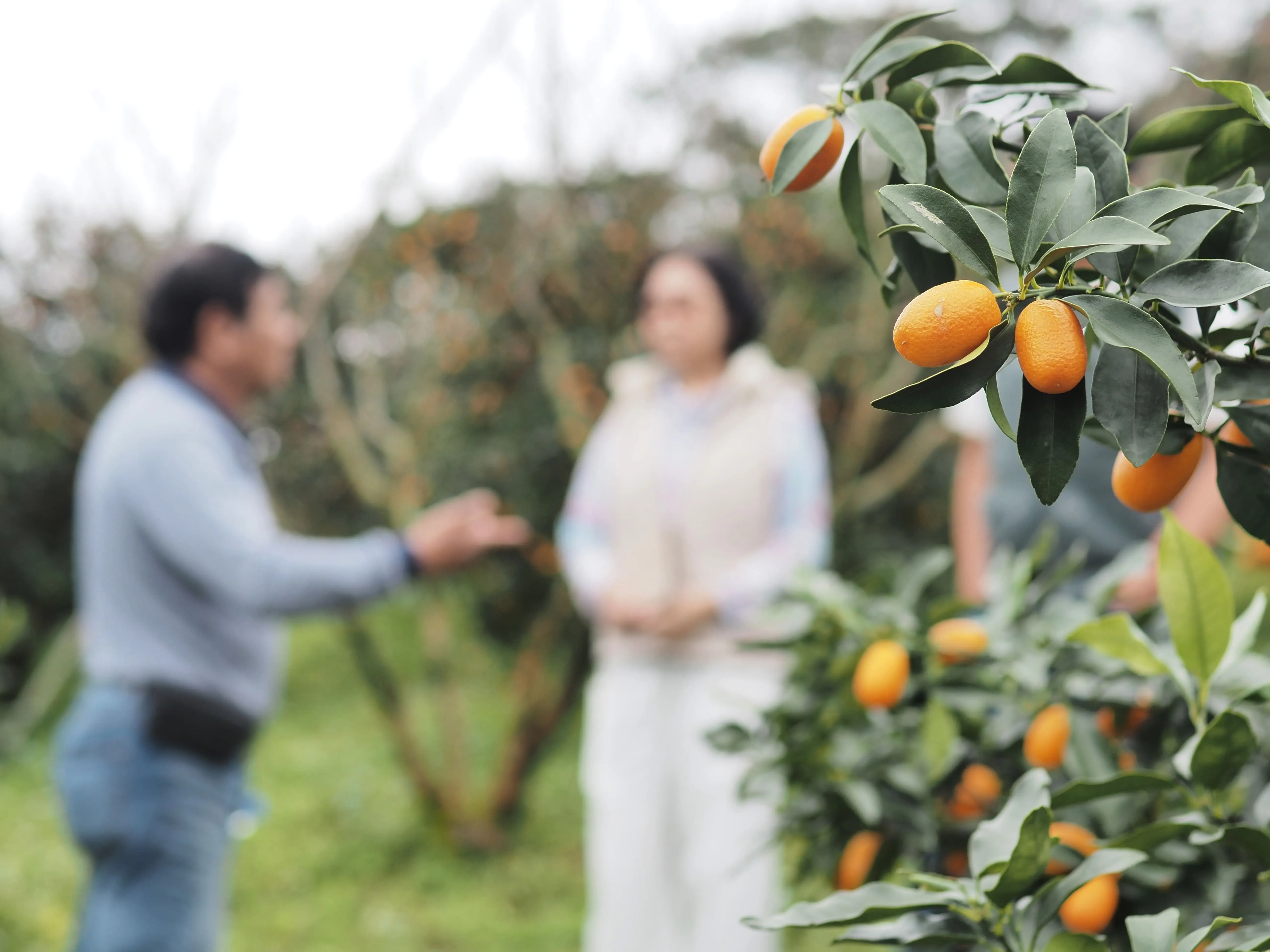 顏憶萍長年走訪台灣各地,建立起根本芳療芳香農業(圖片來源:根本芳療)