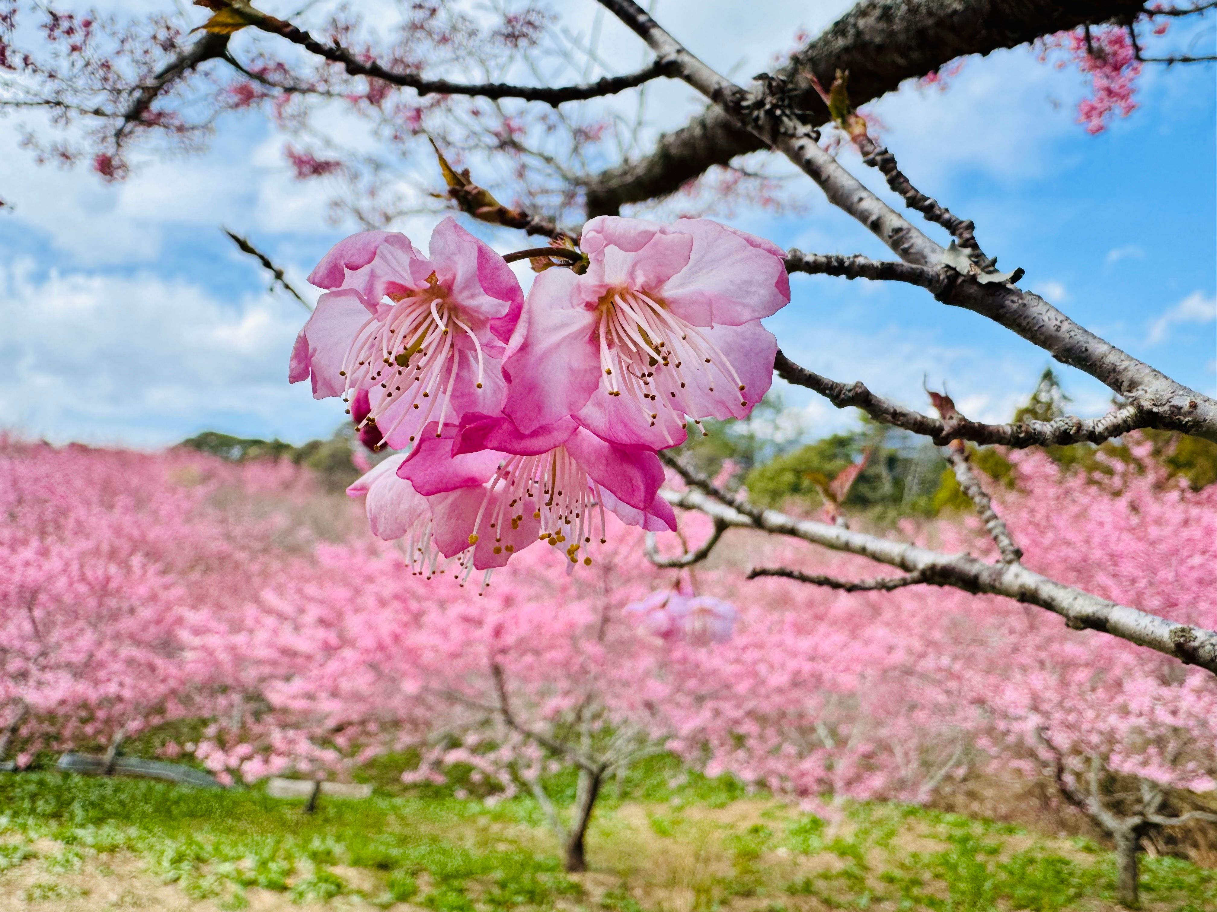 20260227-福壽山農場的「千櫻園」已經開了6成的櫻花,呈現了大片粉紅絕景。(張曜麟攝)