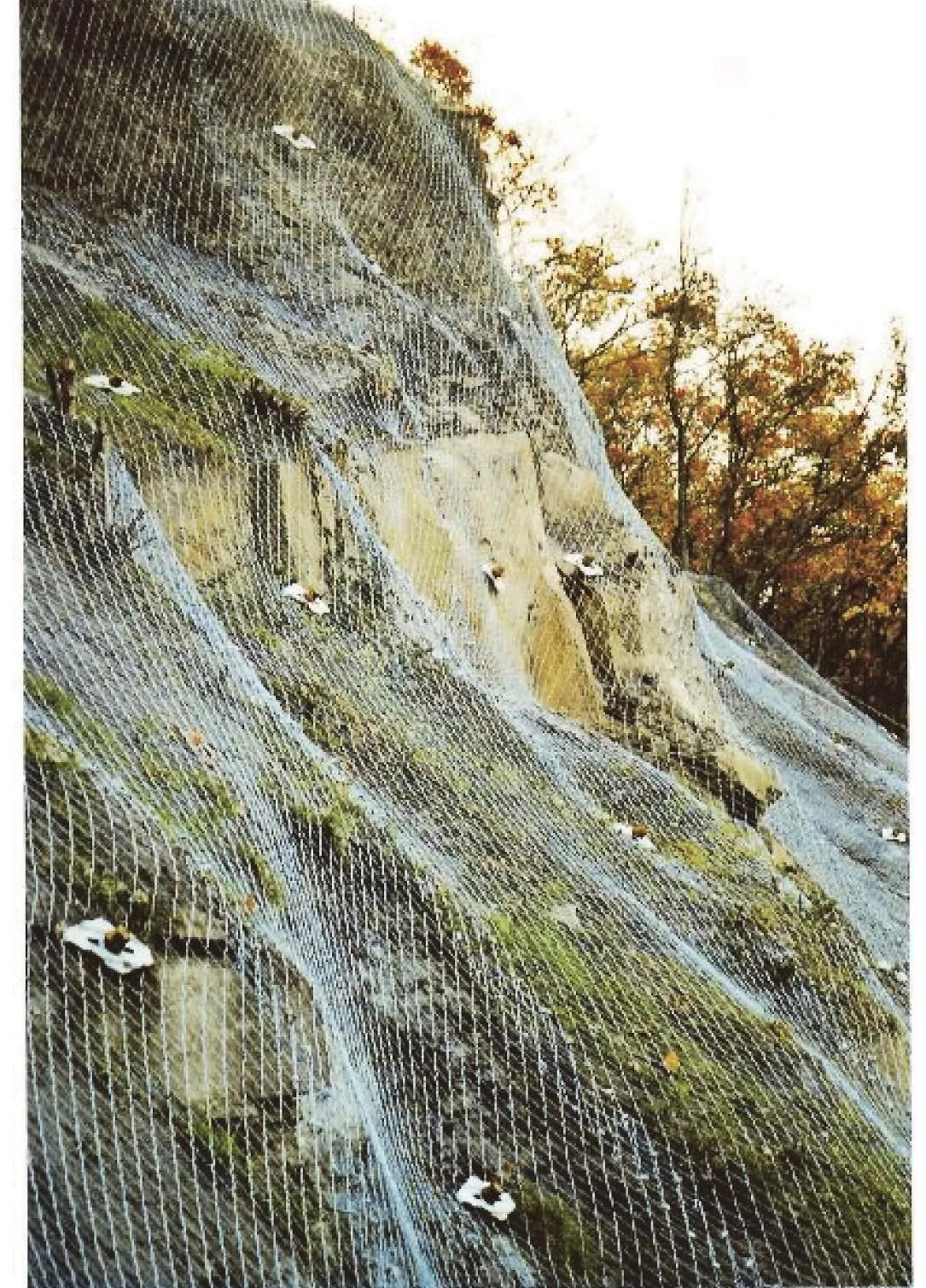 (照片5)主動式防護工法,以鋼網貼地保護,並以土釘固定,最後再植生綠化。(作者提供)
