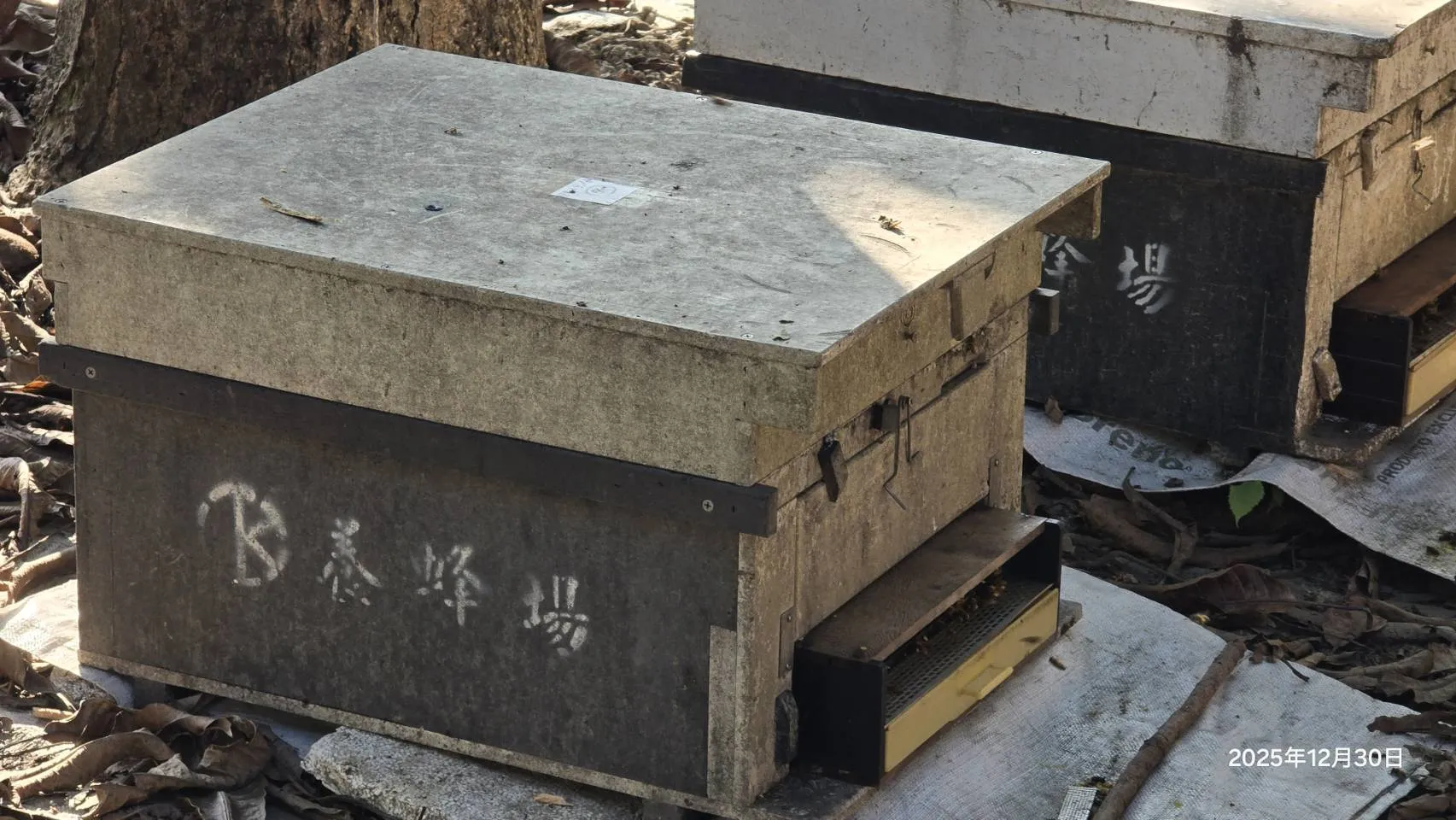 農業局即日起受理蜂群農業天然災害現金救助,從產業發展與災害協助雙管齊下,提升農民經營韌性。(圖/高市農業局提供)