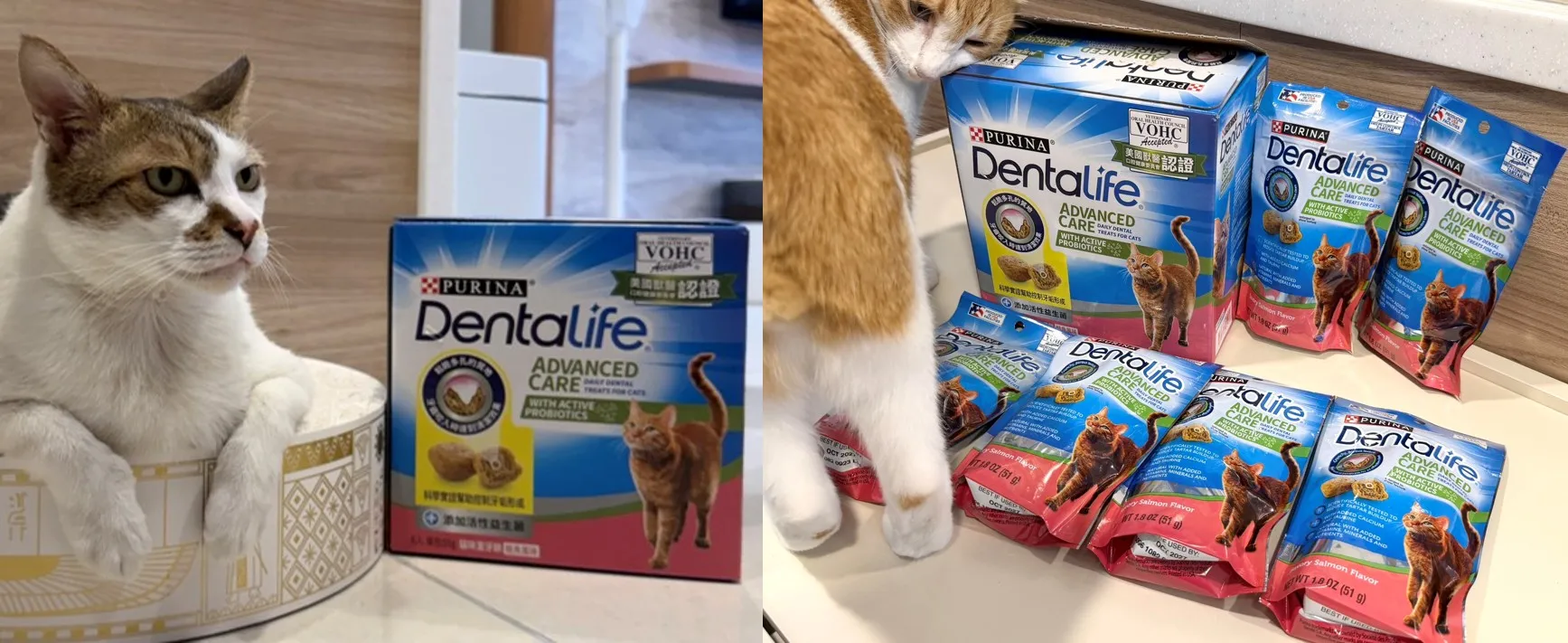 通過美國 VOHC 認證「普瑞納 DENTALIFE 貓咪潔牙餅」有效控制牙菌斑及牙垢形成。