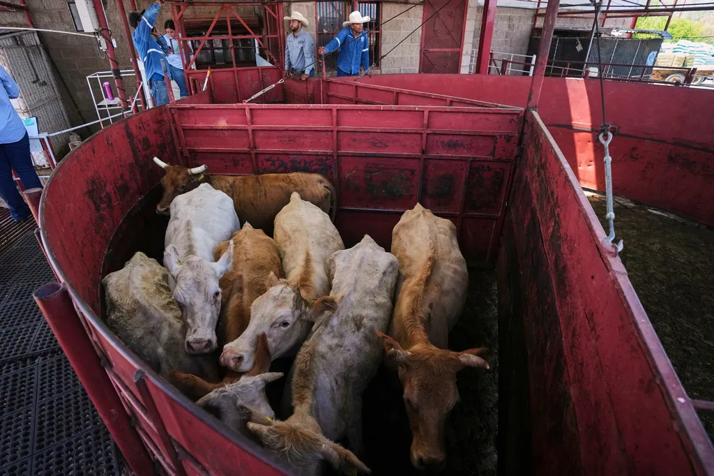 美國國內牧場飼養的牛隻。(美聯社)