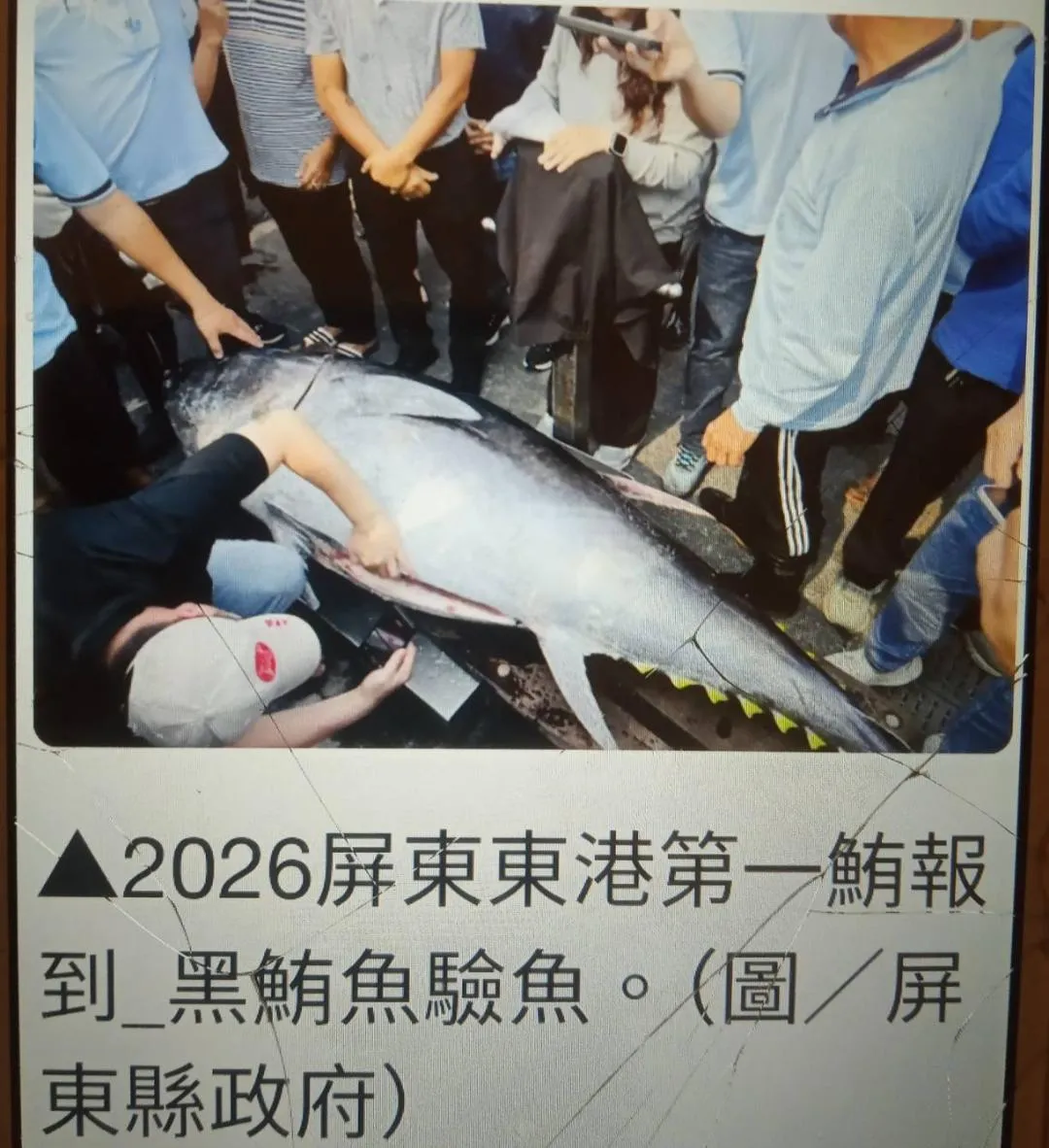 屏東東港第一鮪黑鮪魚驗魚。(翻攝自雅虎新聞,作者提供)
