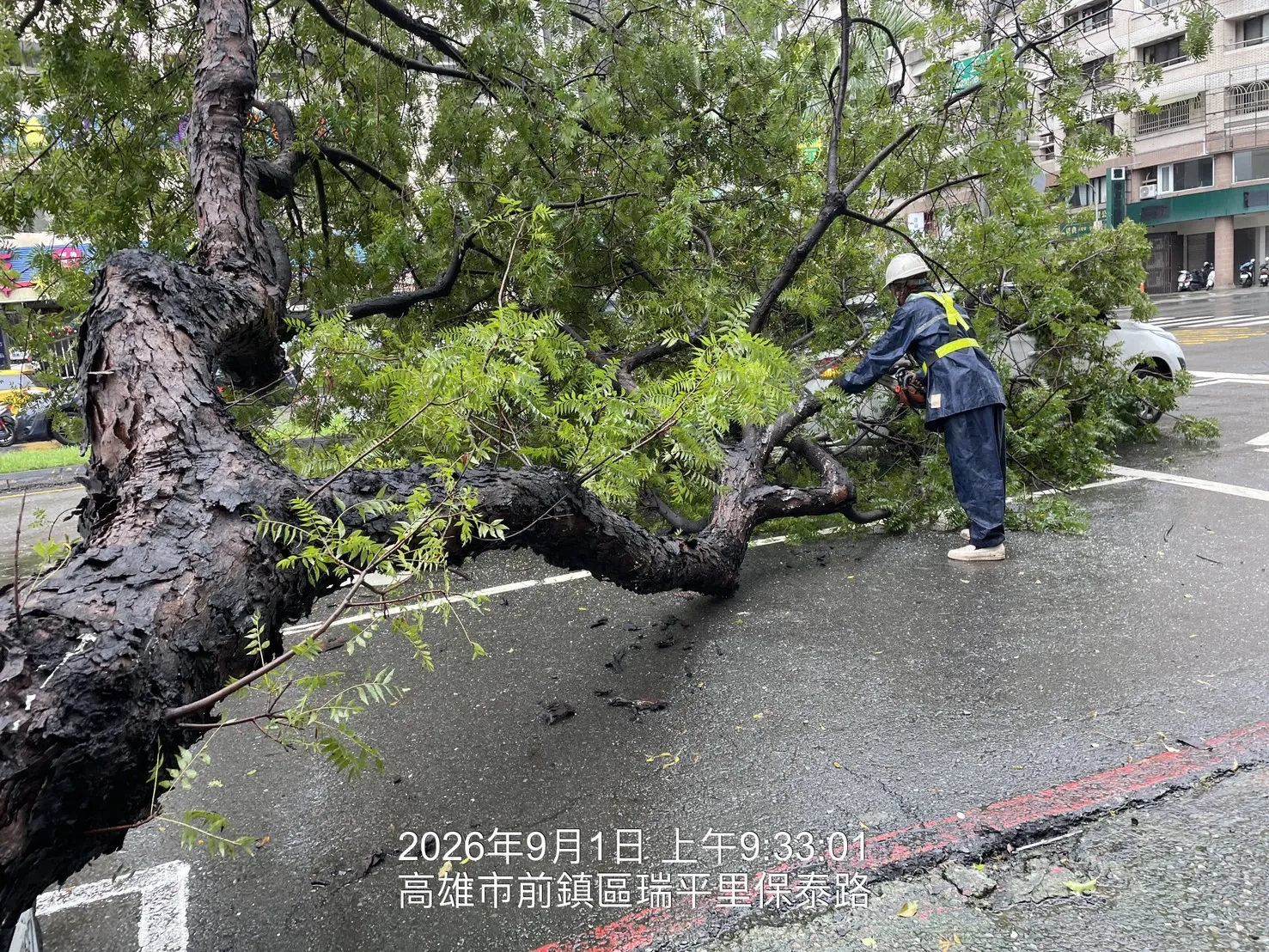 保泰路路樹倒伏,工務局已迅速排除、恢復交通。(圖/高雄市工務局提供)
