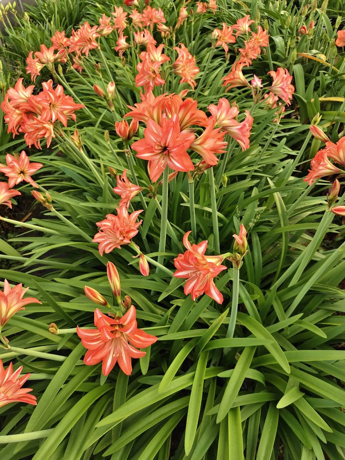 孤挺花「種苗5號-夏之戀」花壇景觀模式生長狀況。(圖/農業部提供)
