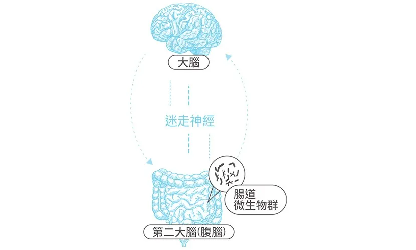 腸道與大腦之間的雙向溝通「菌腸腦軸」,是益福生醫十年深耕的研究主軸