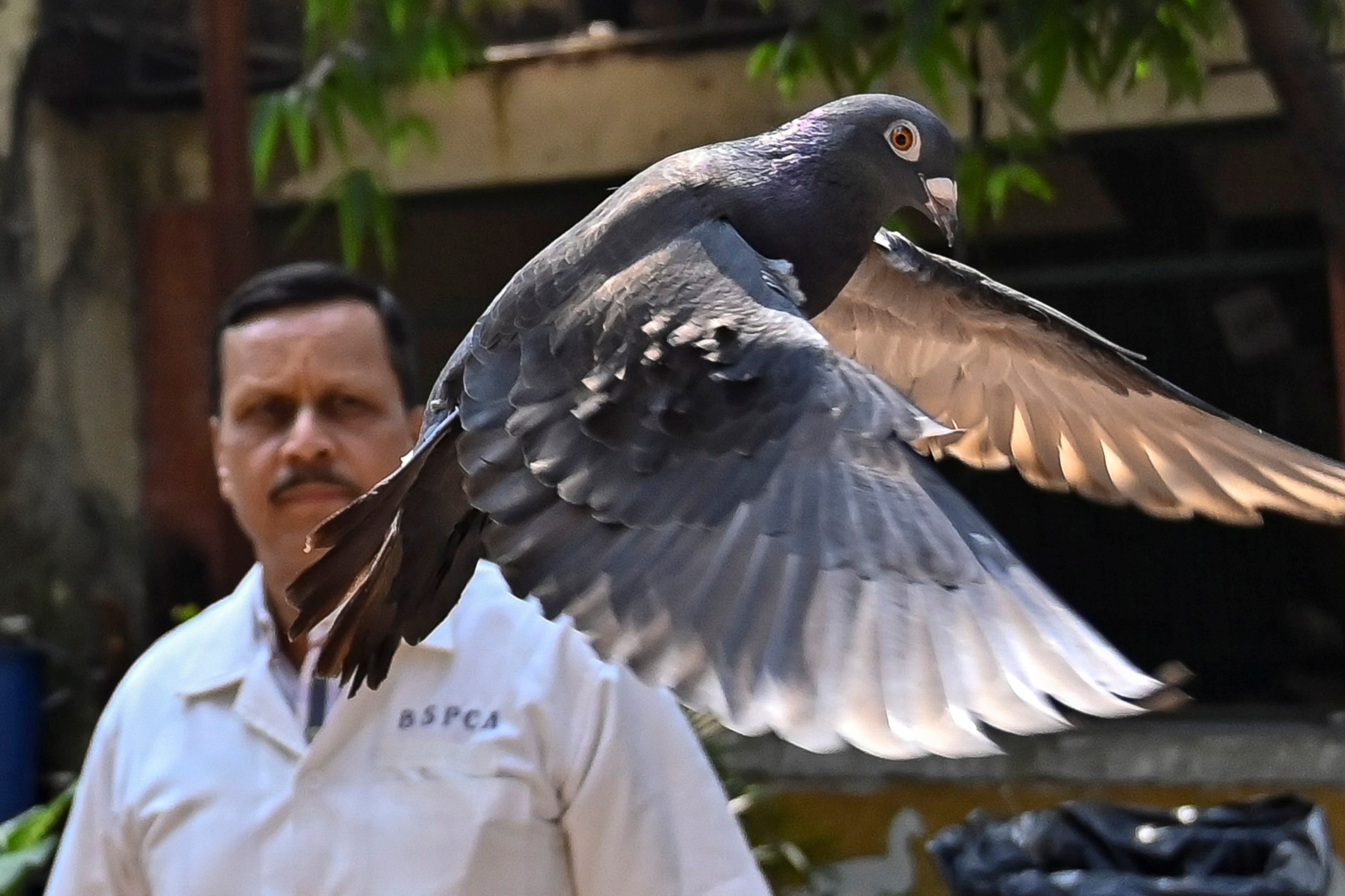 飛了4324公里！台灣賽鴿慘被印度警方當成「中國間諜鳥」…「拘留」8個月才還牠清白| 周育信| 風生活- 風傳媒