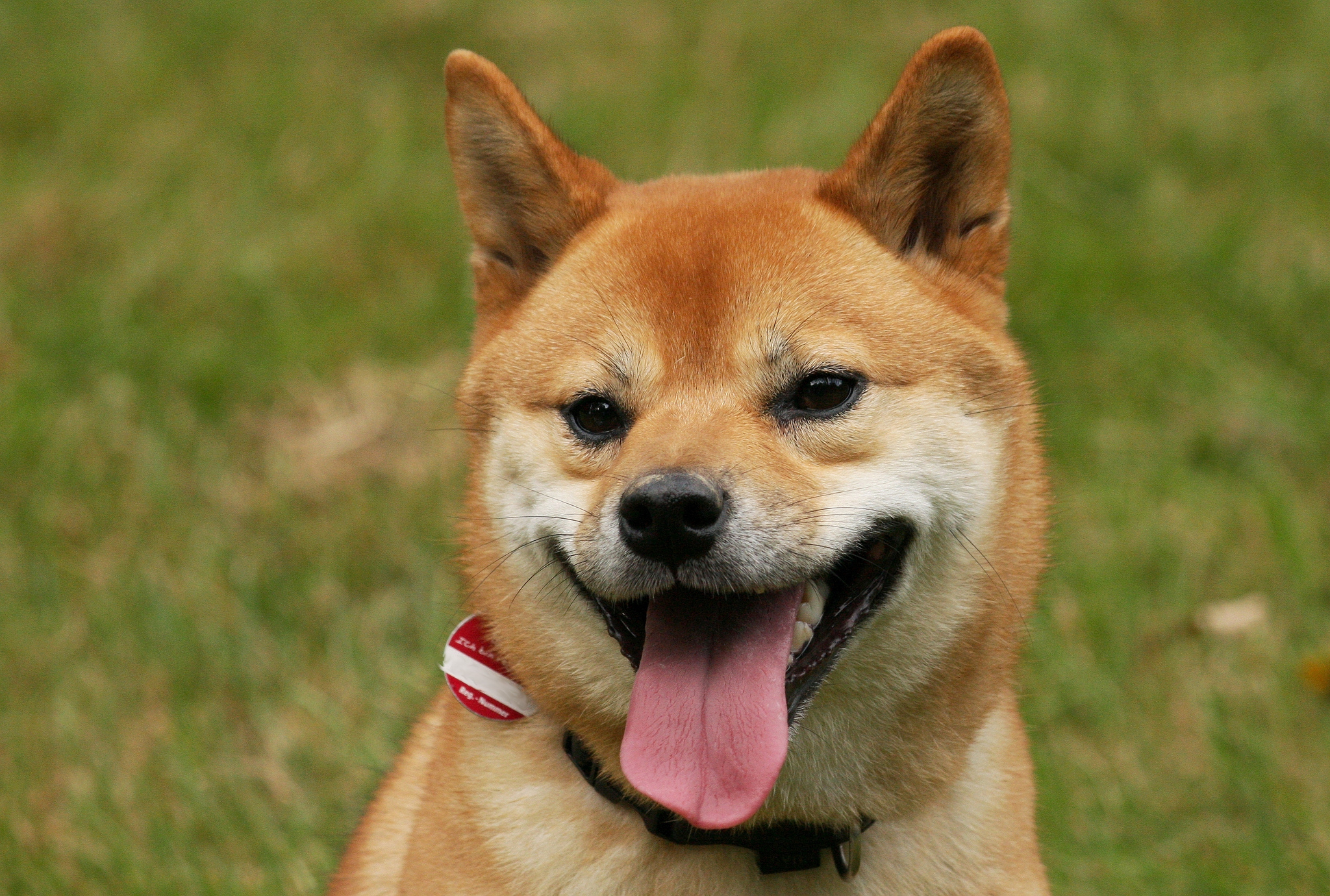 10種柴犬最萌的表情，看了讓人大呼「好療癒」 | 滔客| 風生活- 風傳媒