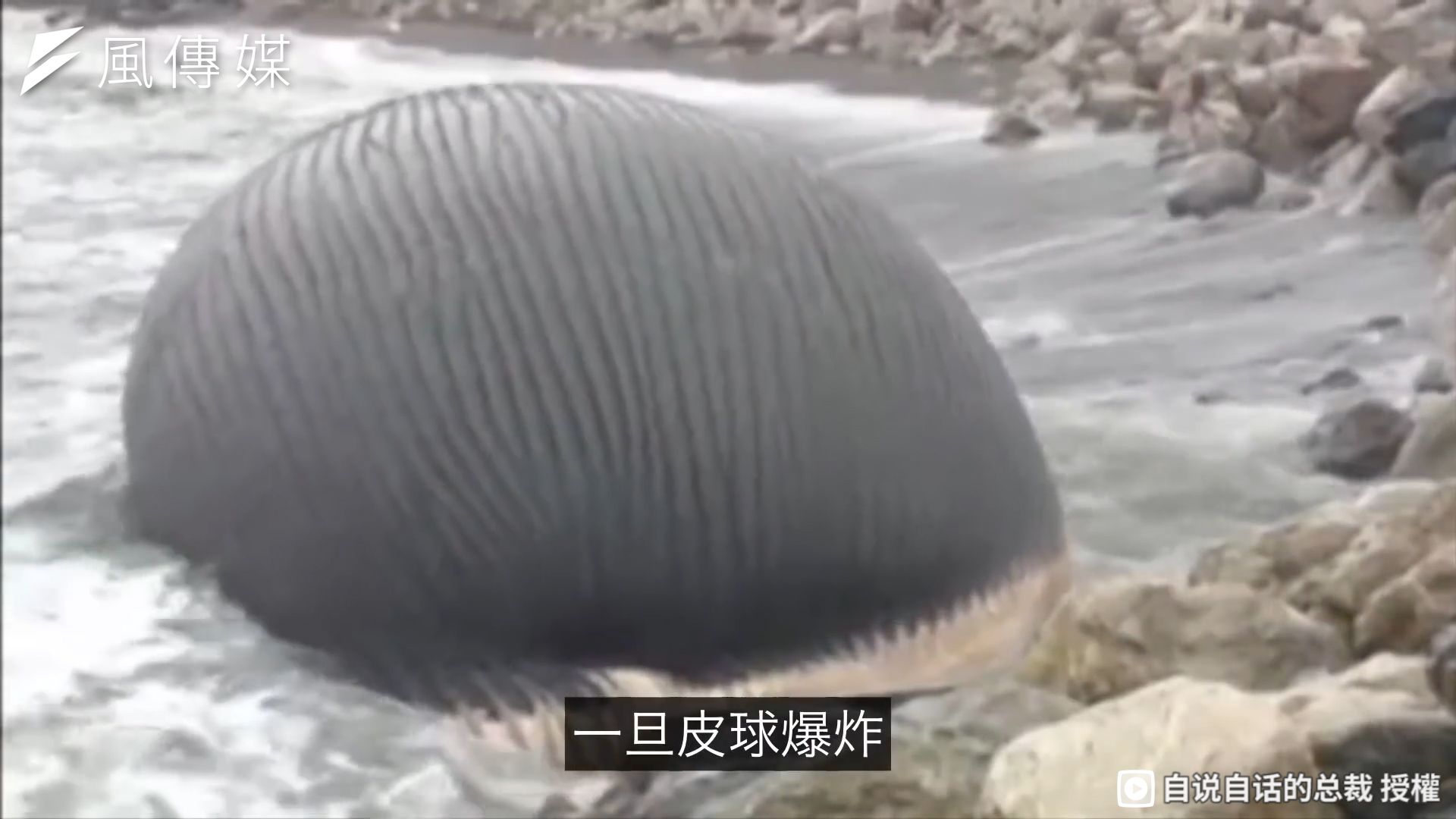 擱淺鯨魚曾在台南爆炸腥臭無比！鯨屍染紅整條街道，腐敗物滿天飛特殊狀況引國際研究！【影音】 | 風影音編輯| 風生活- 風傳媒